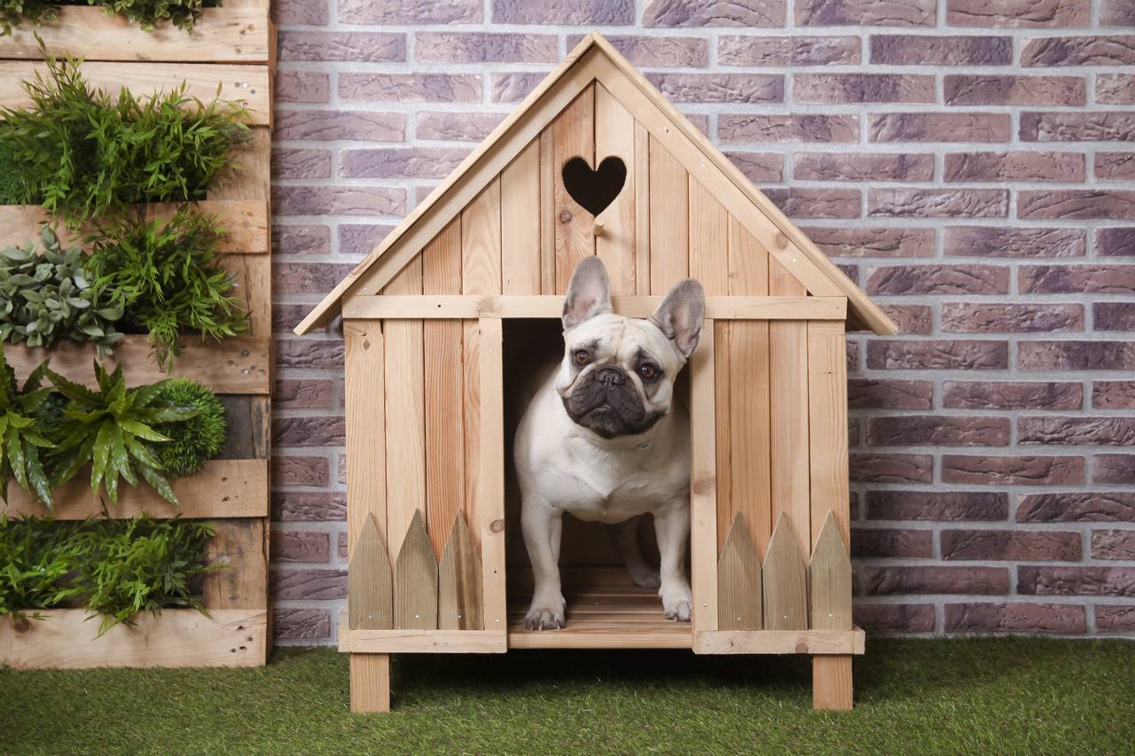 Cucce per Cani: Perché Sono Importanti?