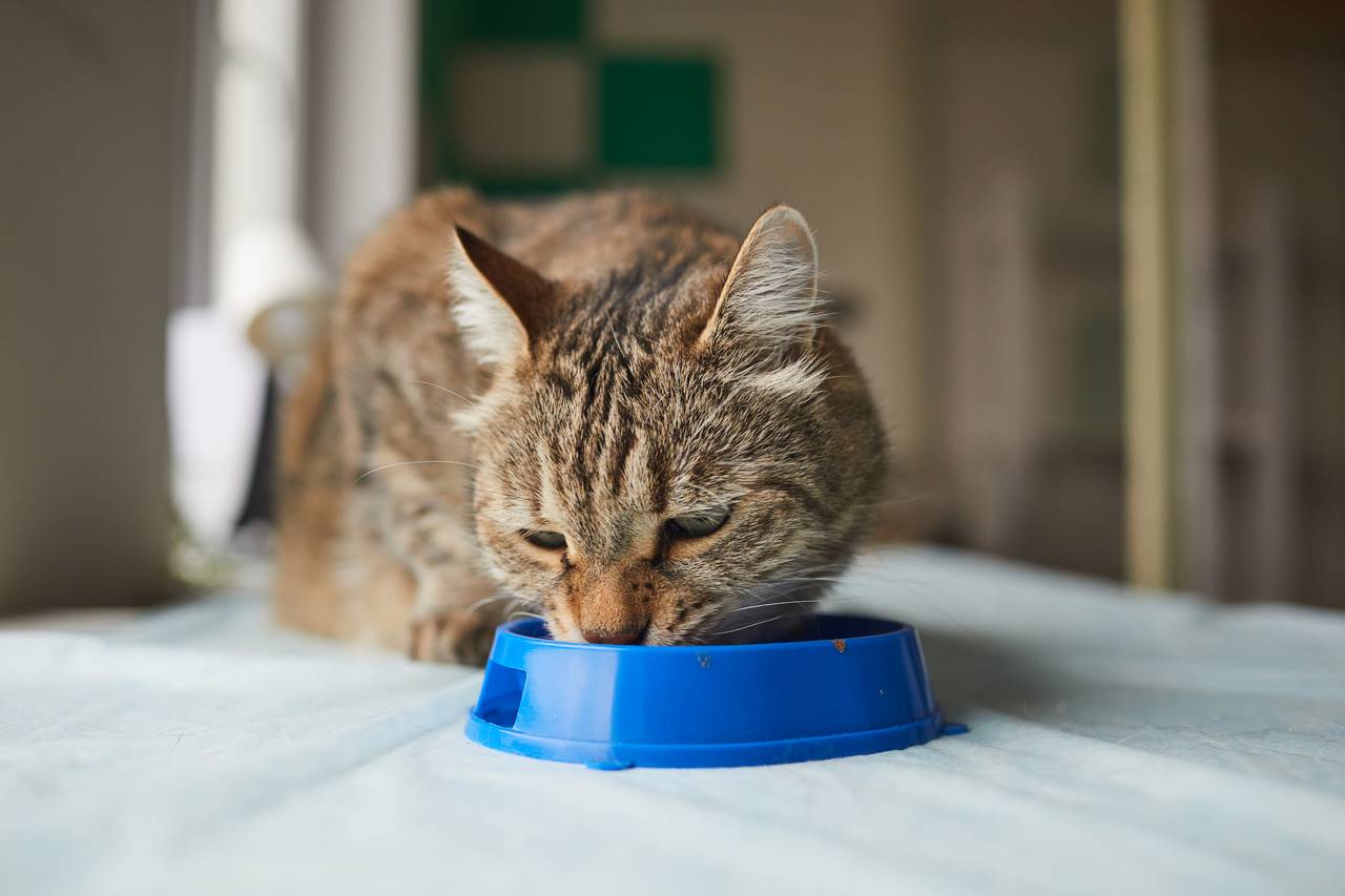 Come scegliere l'alimentazione giusta per i tuoi animali domestici