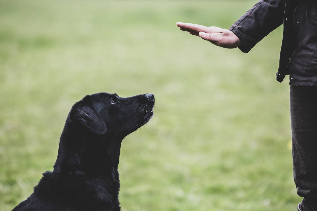 Come addestrare i tuoi animali domestici