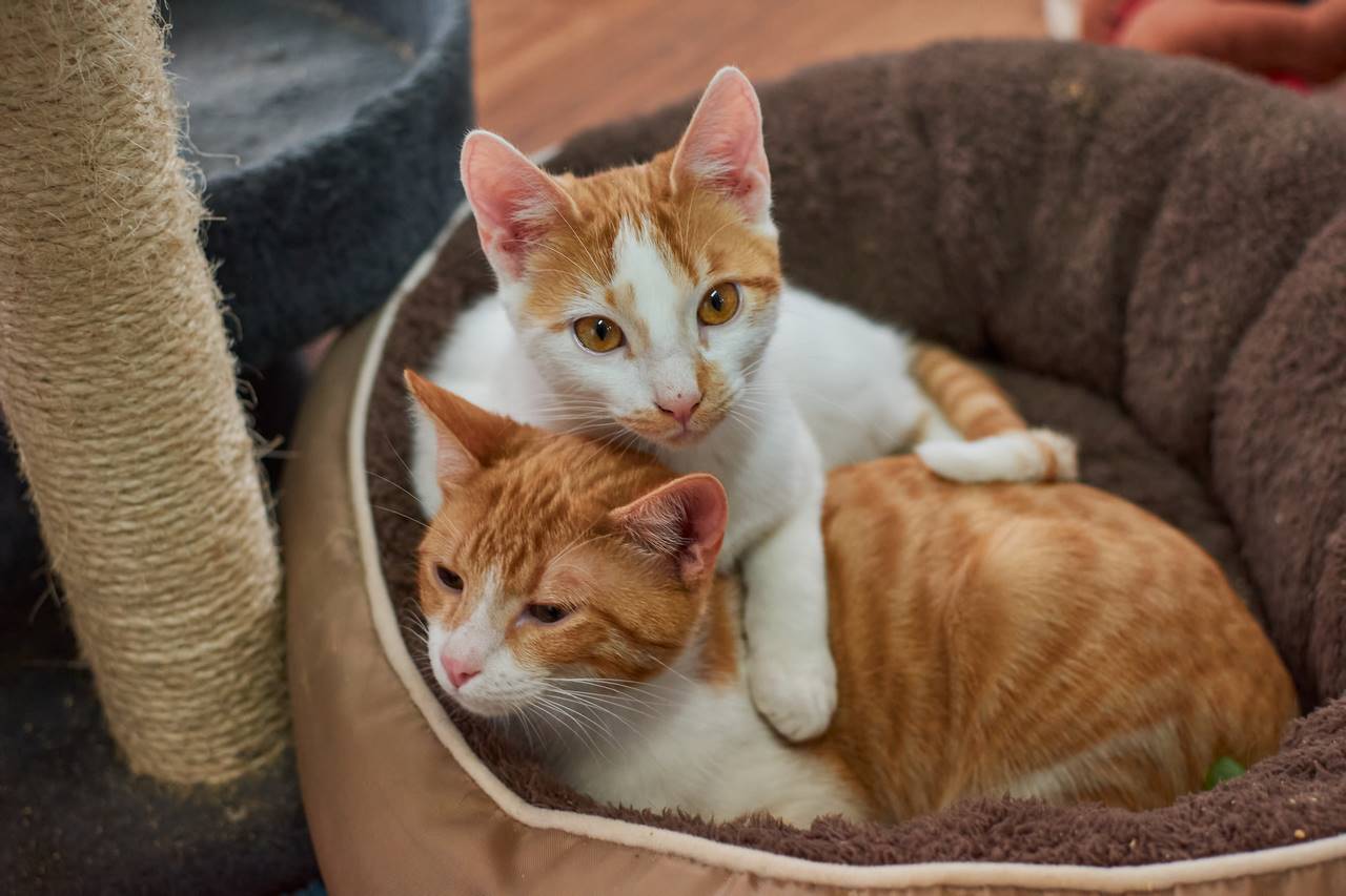 Come scegliere il giusto rifugio per i tuoi animali domestici