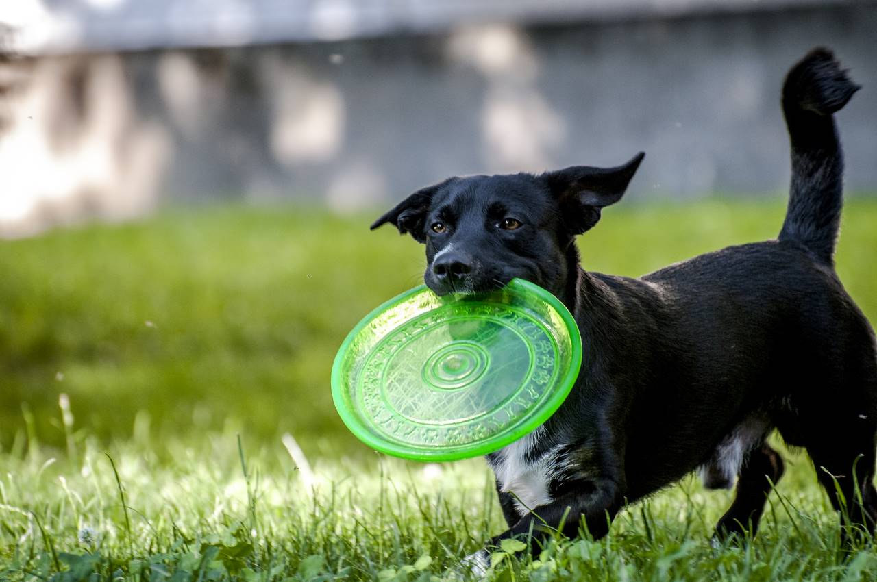 Come scegliere giusti giochi per animali