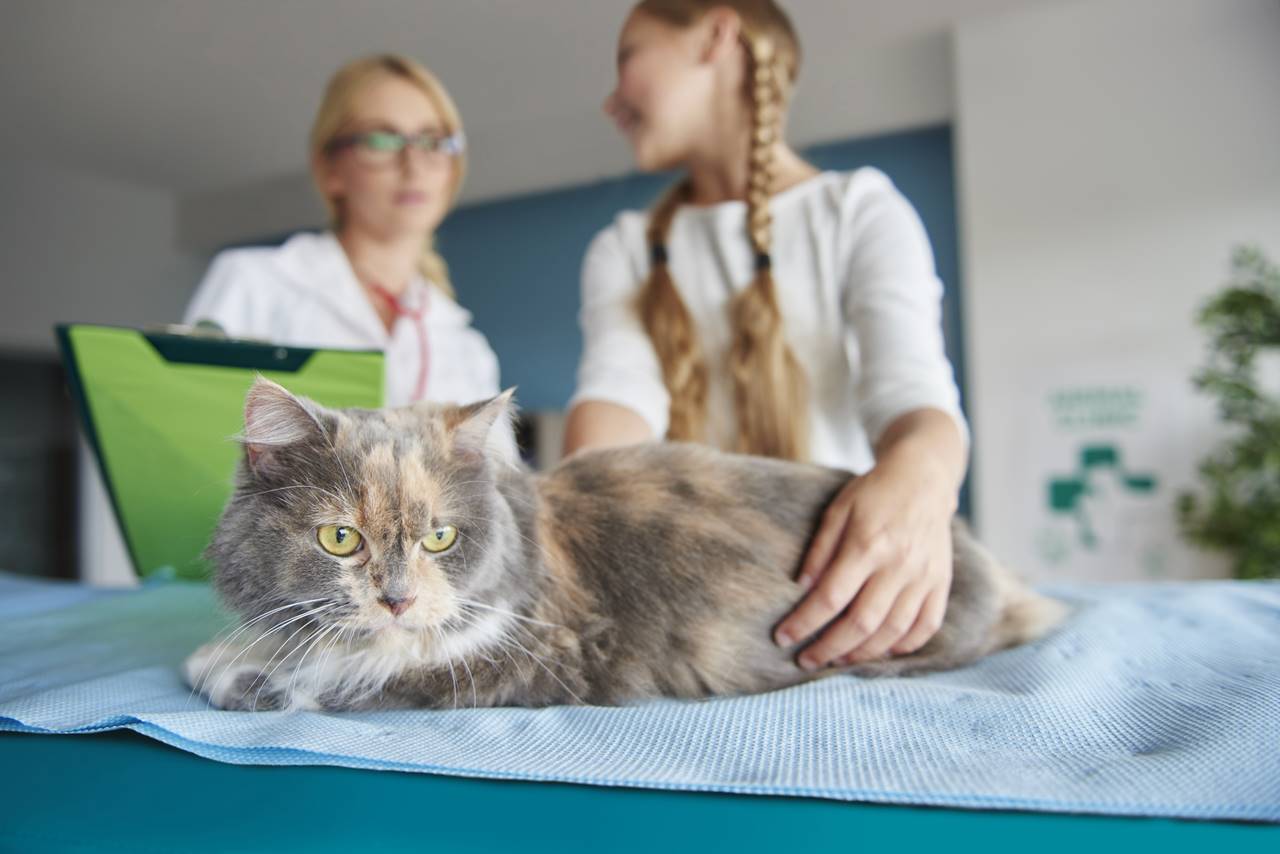 Come scegliere i prodotti di qualità per la cura degli animali