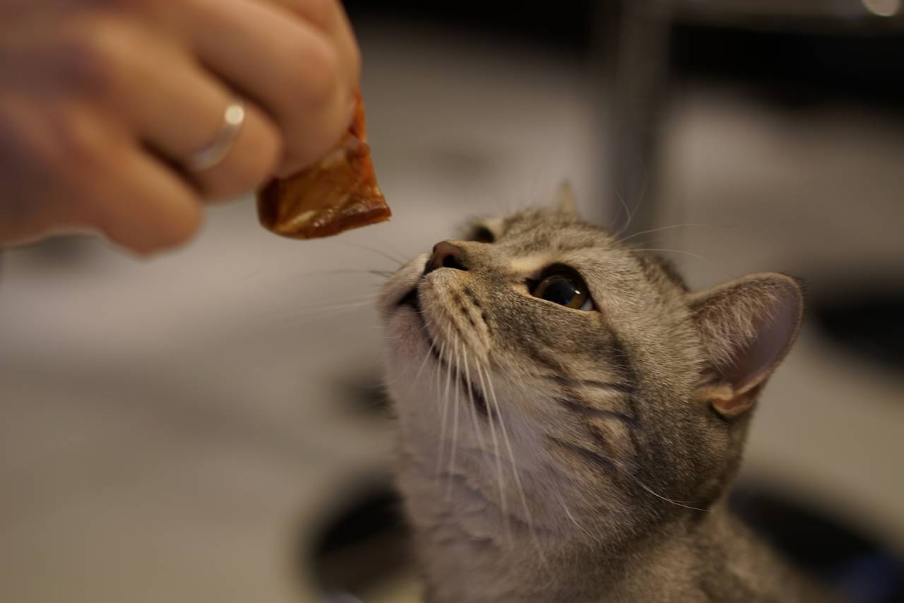 Prodotti naturali per la salute e il benessere degli animali