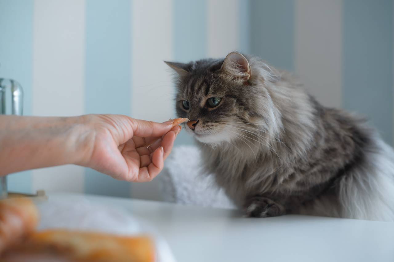 Come scegliere i giusti prodotti alimentari per i tuoi animali domestici
