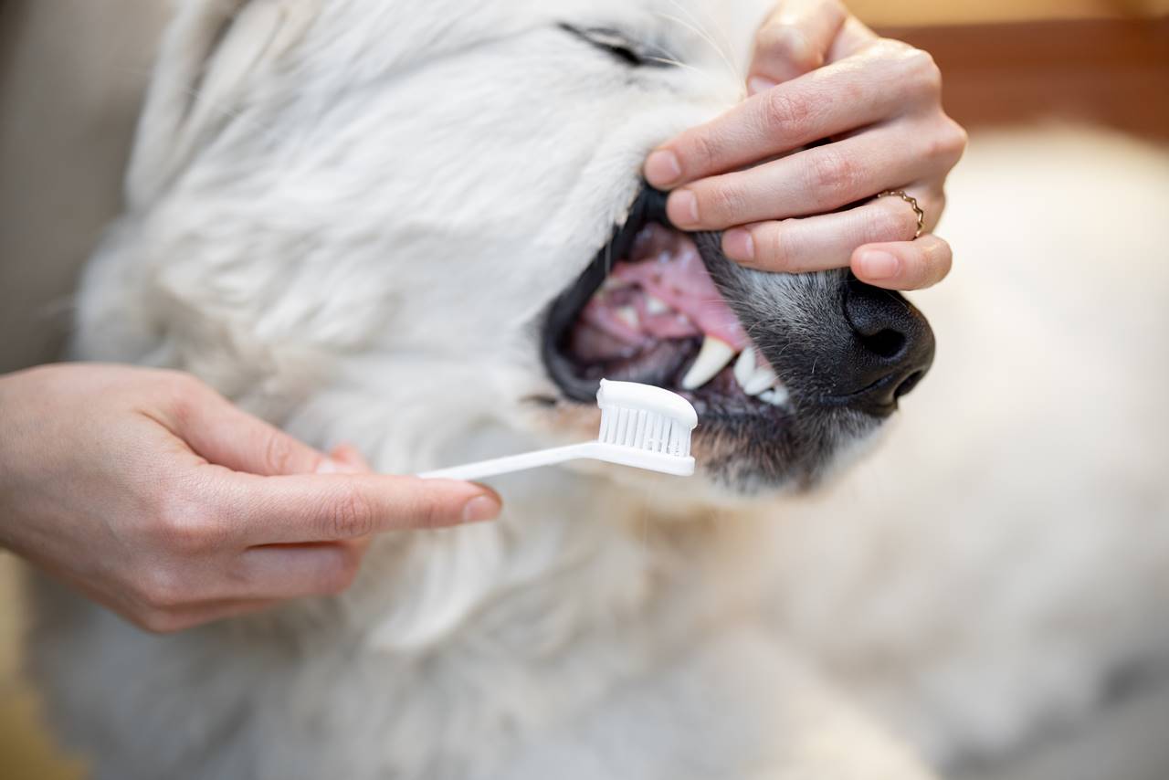 Come scegliere i giusti prodotti per l'igiene dentale degli animali