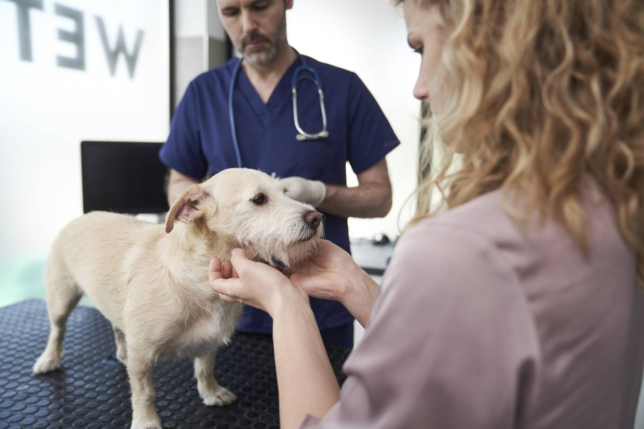 Come scegliere i giusti prodotti per prevenire le zoonosi