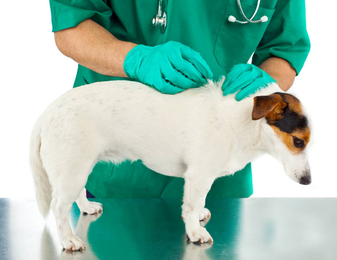 Scegliere i giusti prodotti per prevenire le infestazioni di animali
