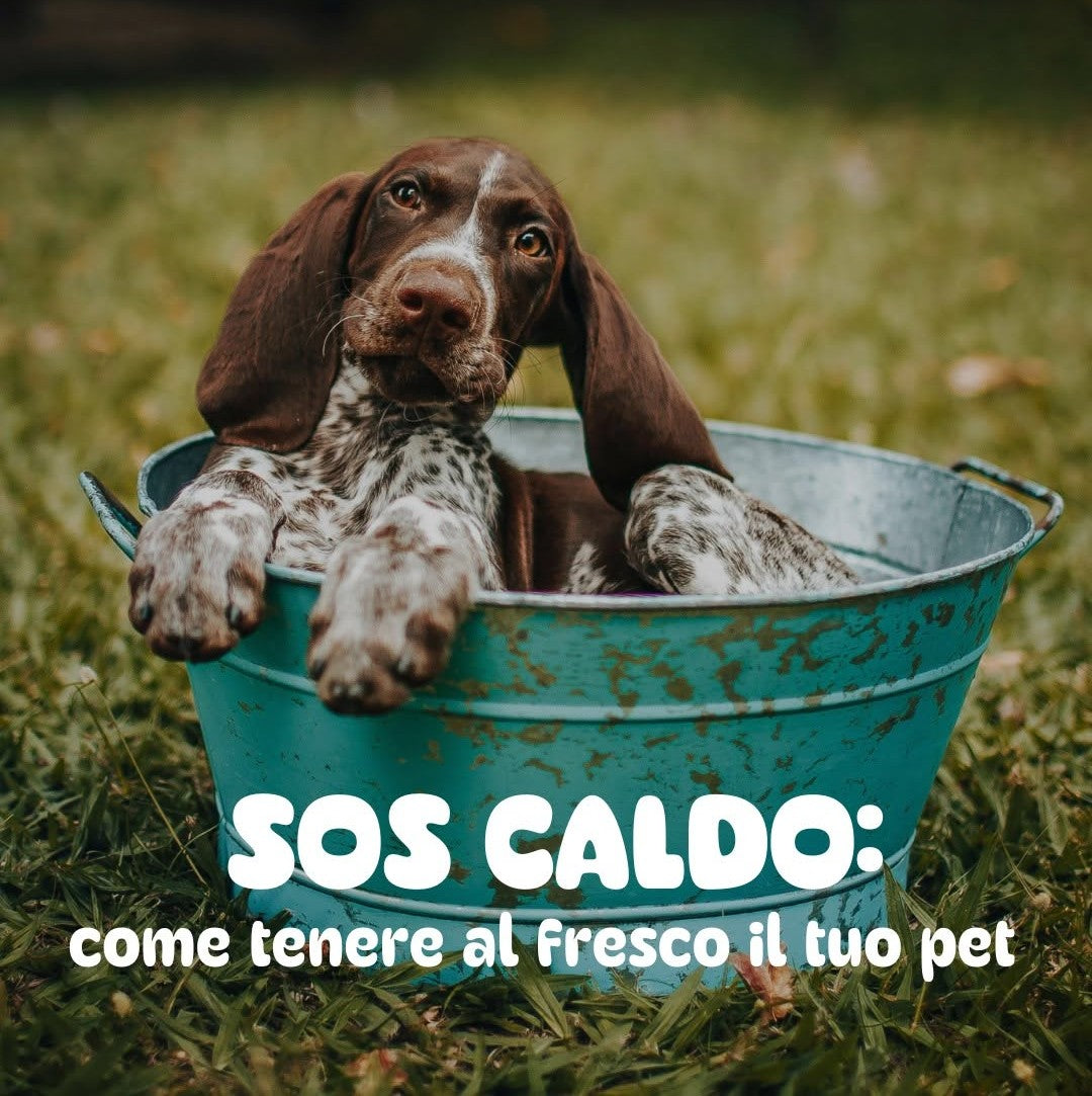 Vacanze con il Pet: la Guida per Viaggiare Sereni