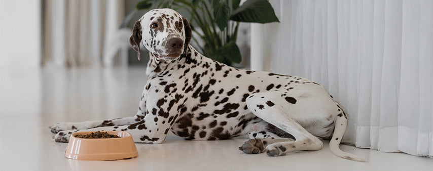 Alimenti secchi per cani