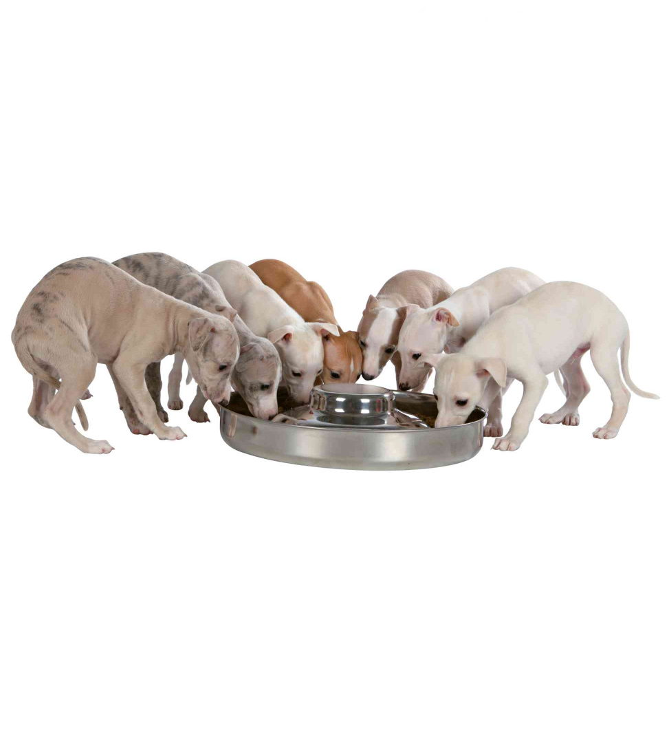 Trixie - Ciotola Cuccioli - Acciaio Inox - 1.4 L