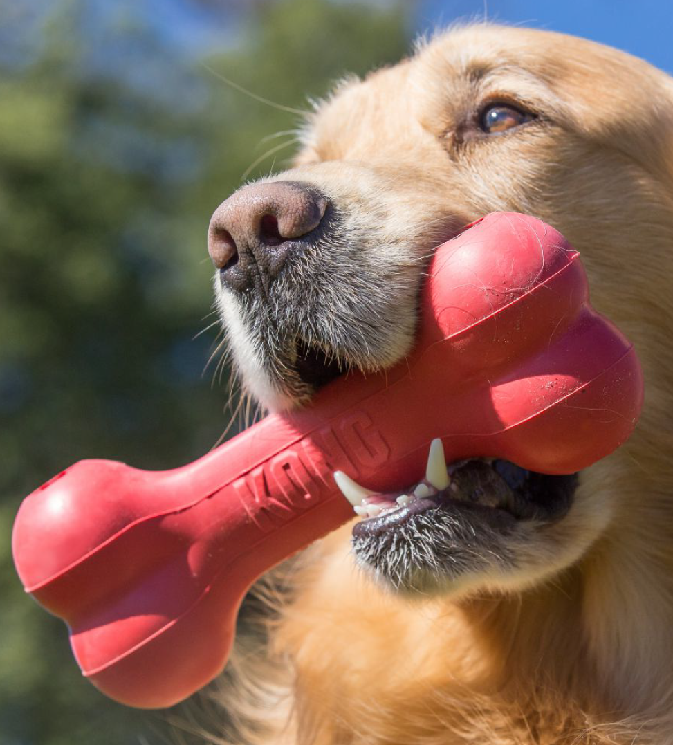 Kong - Goodie Bone - M