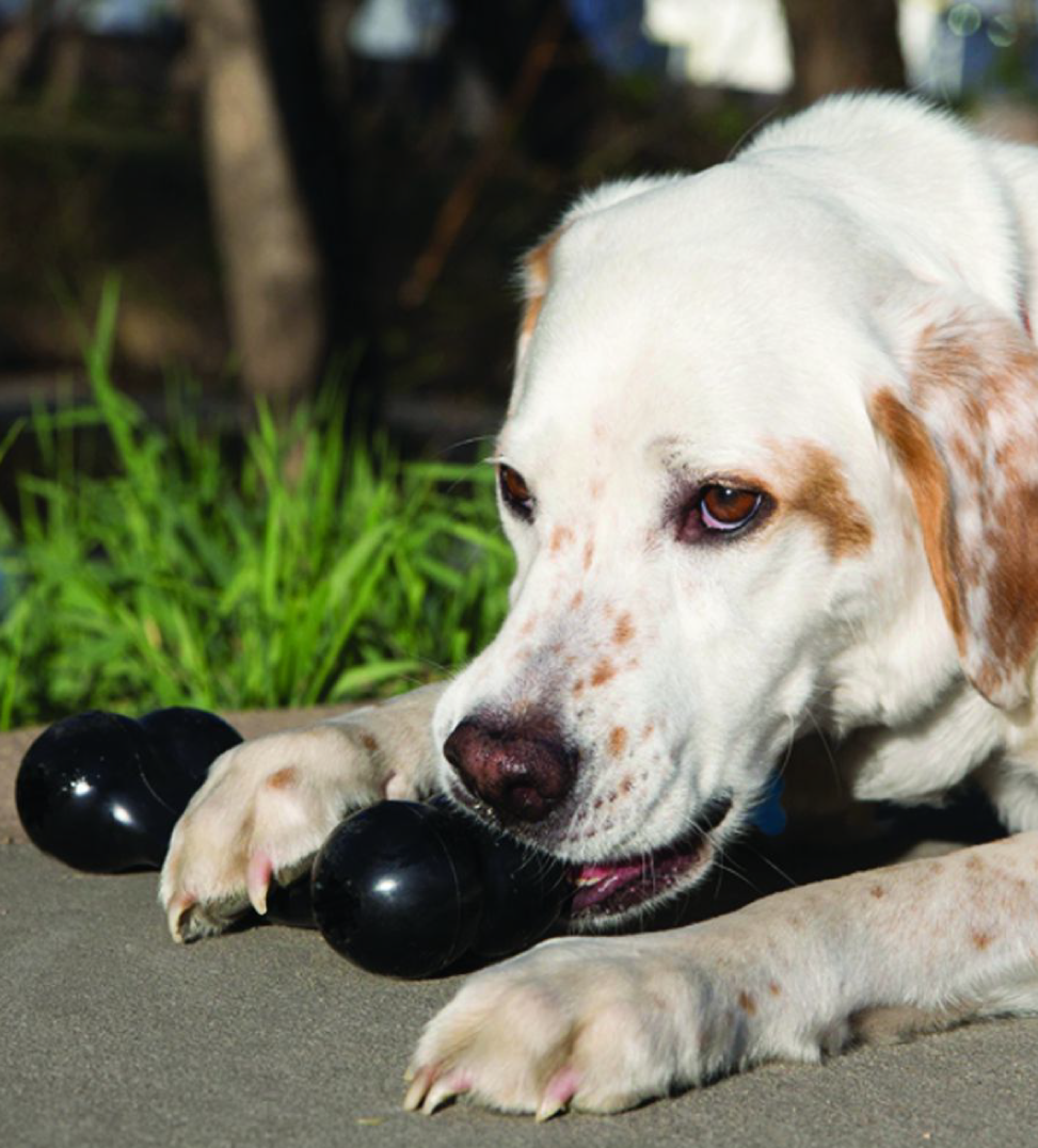 Kong - Extreme Goodie Bone - M