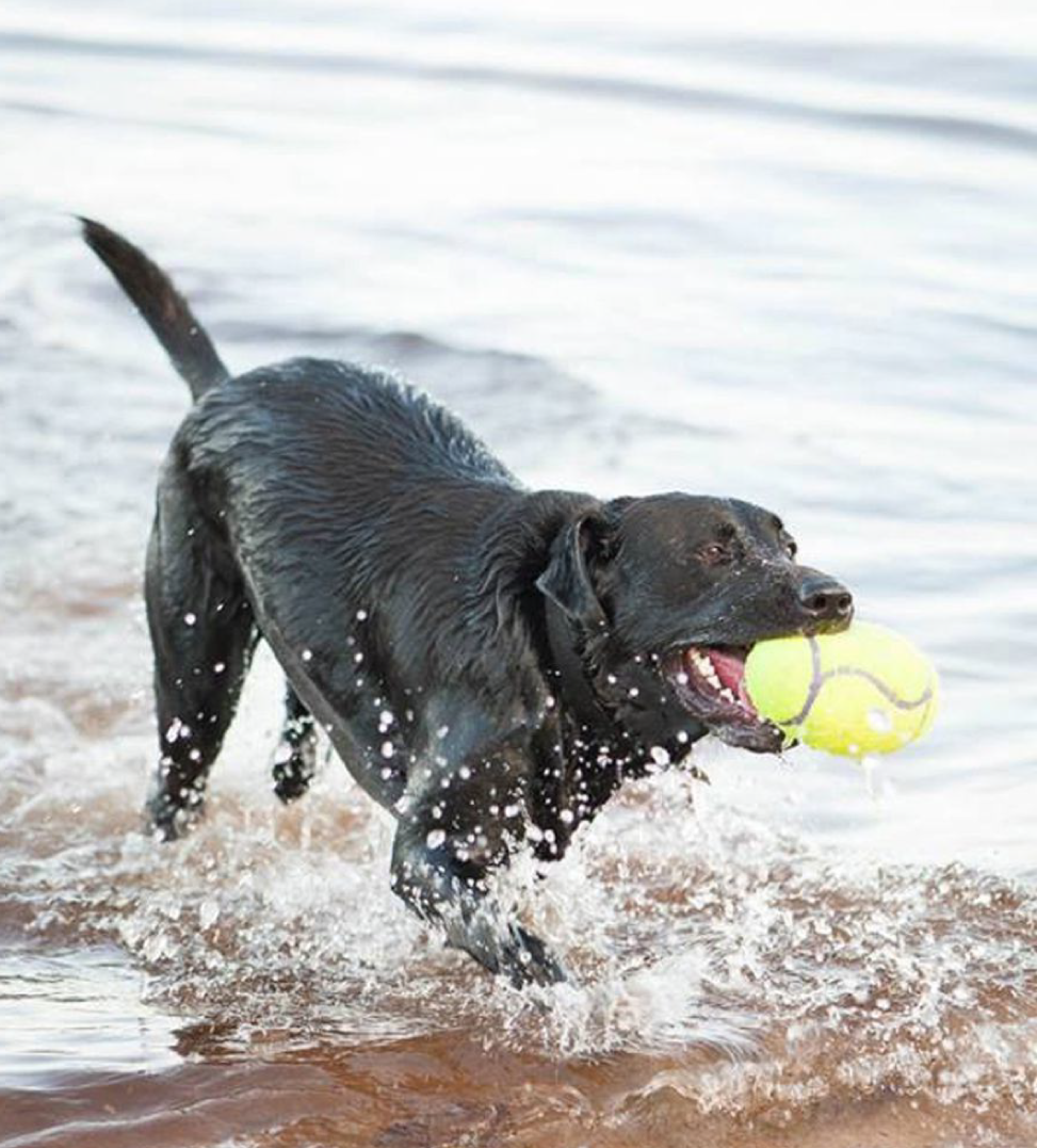 Kong - AirDog Squeaker Football - L