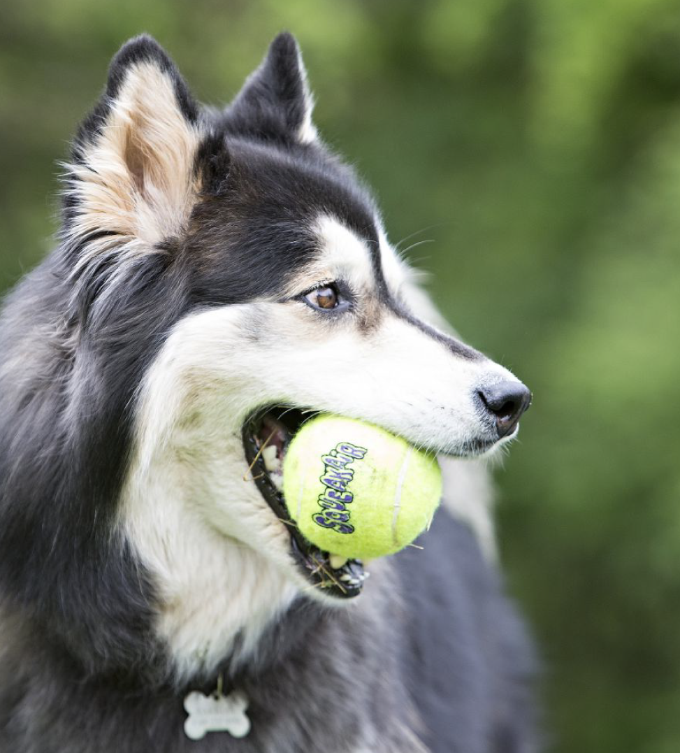 Kong - AirDog Squeakair Tennis Ball - M