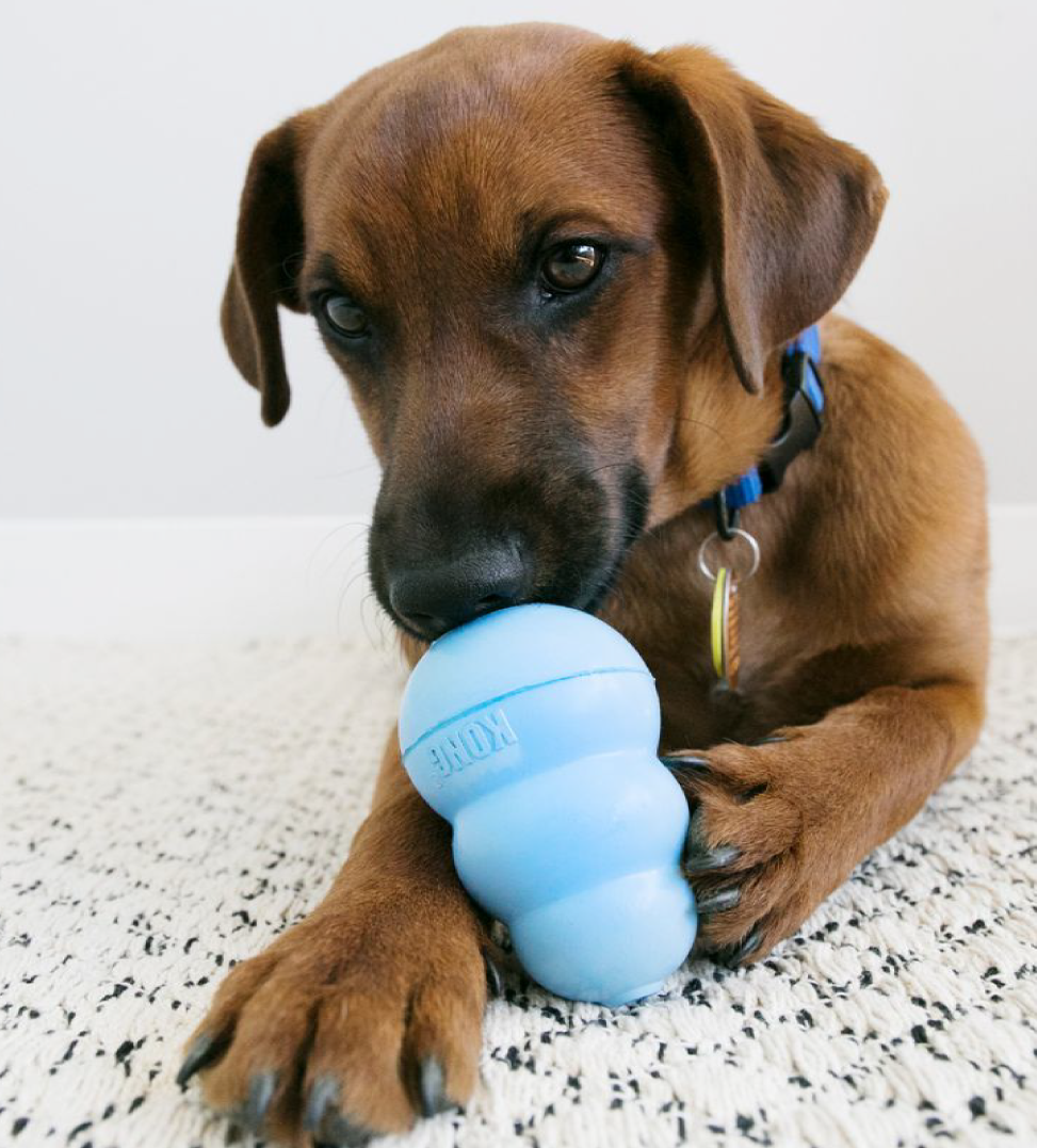 Kong - Puppy - M