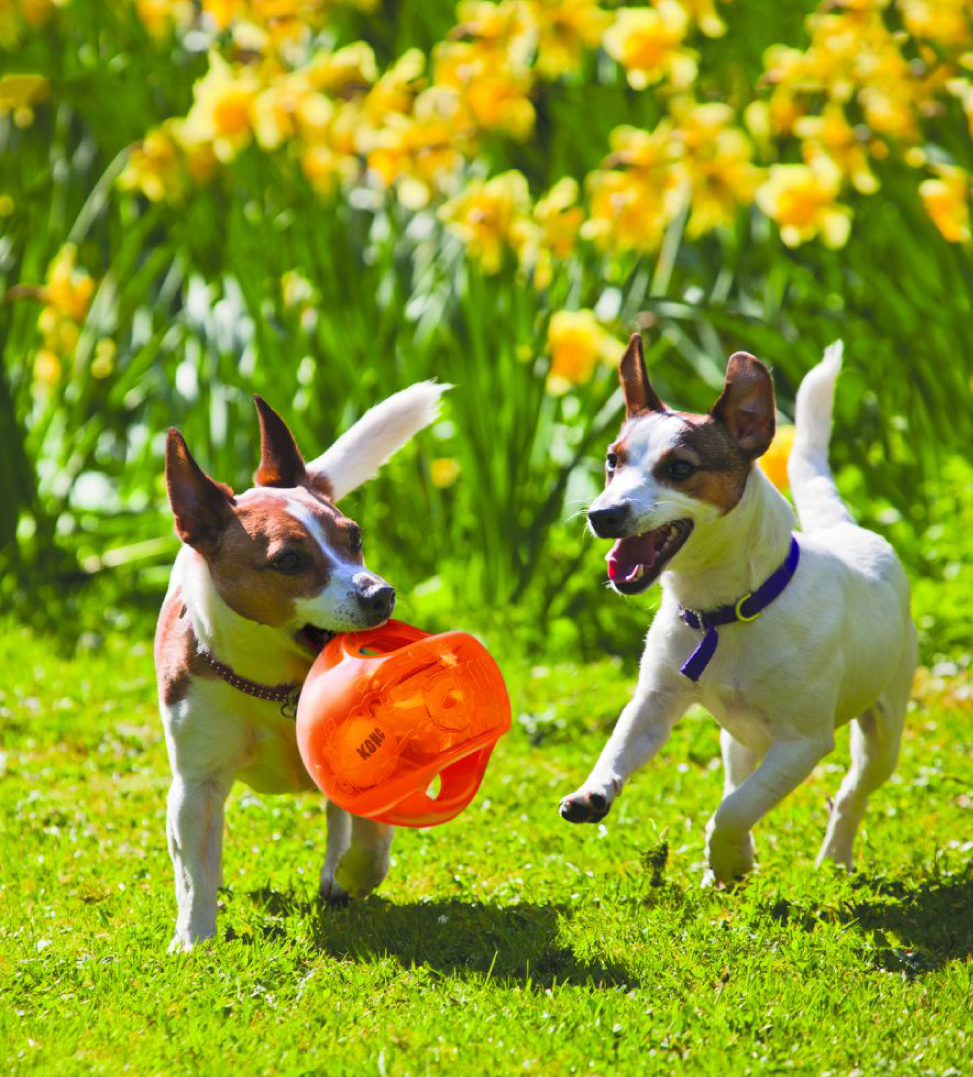 Kong - Jumbler Ball - M/L