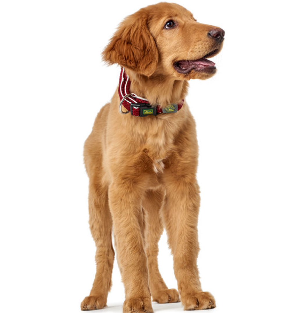 Hunter - Collare Hilo Vario Basic - S/M