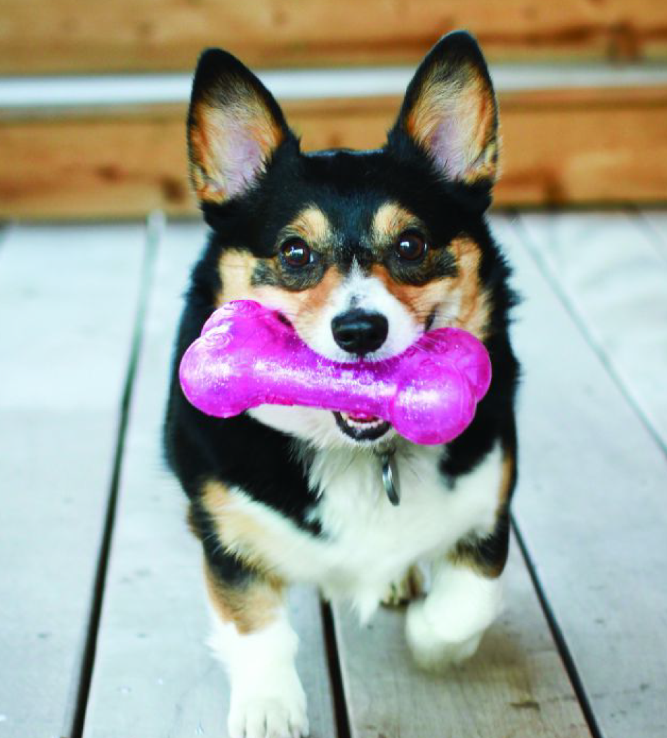 Kong - Squeezz Crackle Bone - M