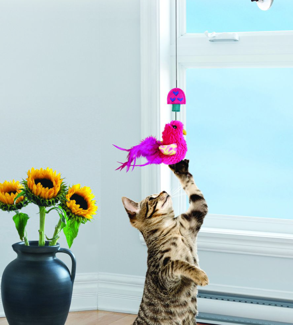 Kong - Active - Gioco per Finestra