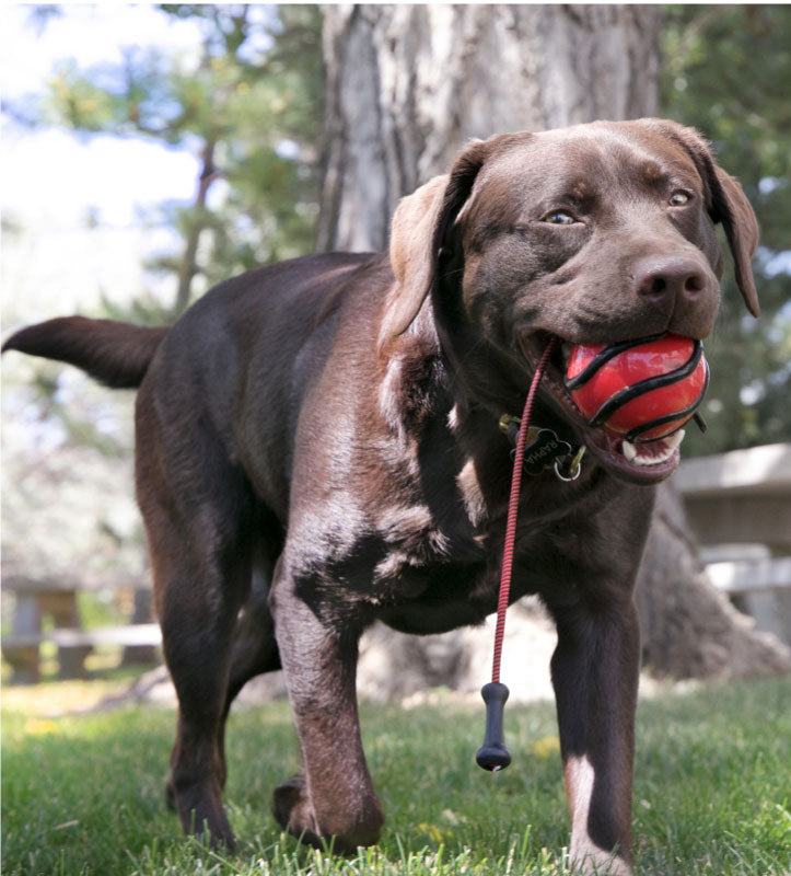 Kong - Wavz - Bunji Ball - Pallina con Corda - M