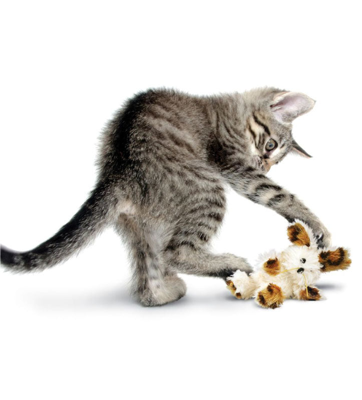 Kong - Softies - Orso