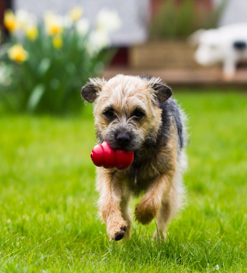 Kong - Classic - XXL