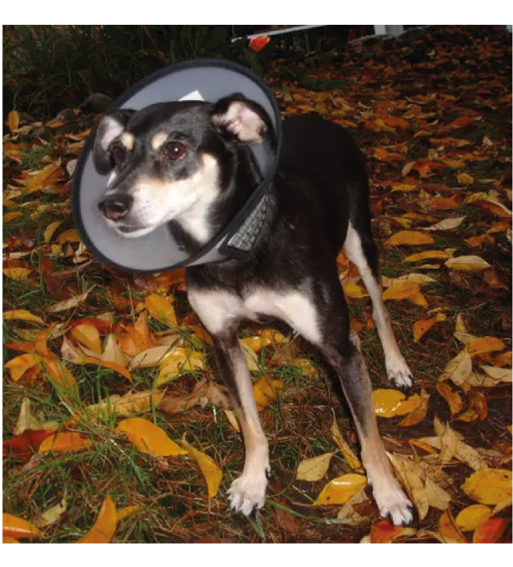 Flamingo - Collare Elisabetta con Velcro - XS