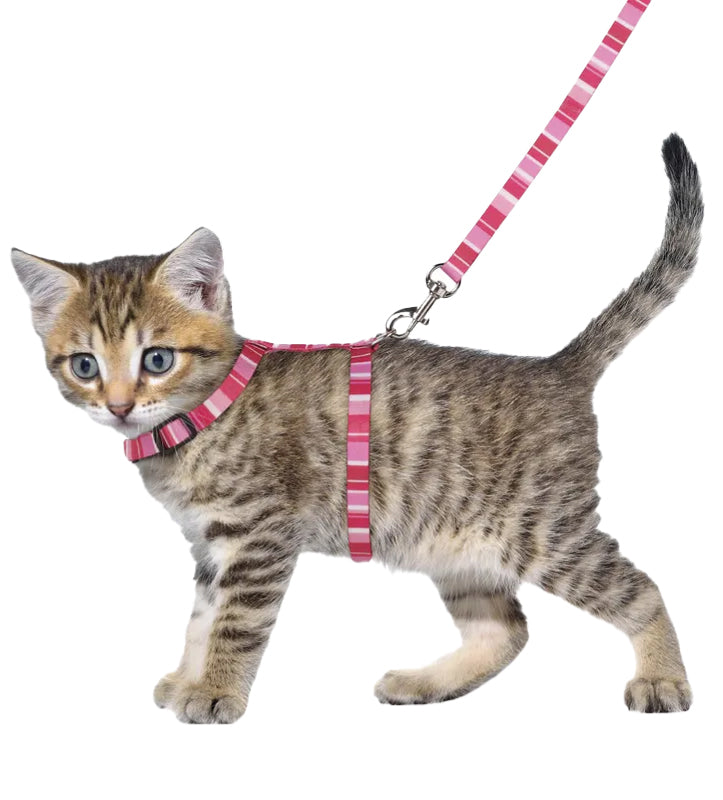 Flamingo - Pettorina Alfry - per Gattino