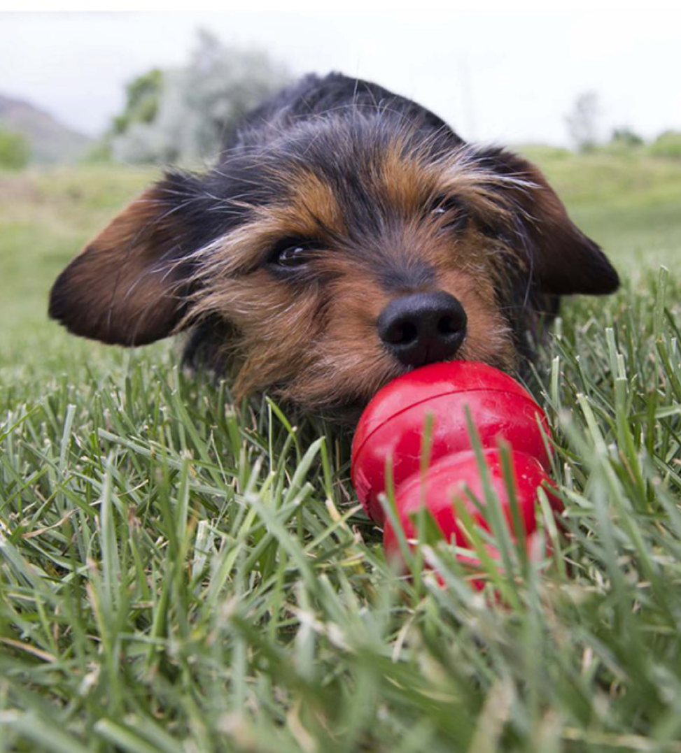 Kong - Easy Treat - Peanut Butter - 226gr